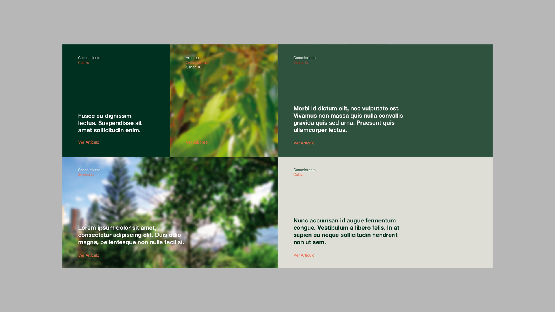 Imagen de la comunicación digital Belloch Forestal por Nomon Design, agencia de branding