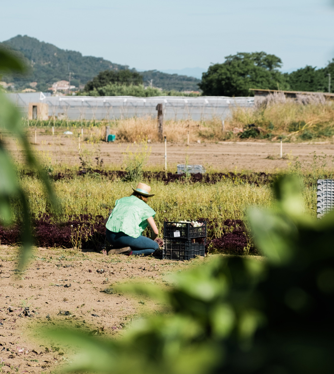Rediseño branding de la marca es im-perfect® de Espigoladors por Nomon Design, agencia de branding, diseño gráfico y packaging de Barcelona.