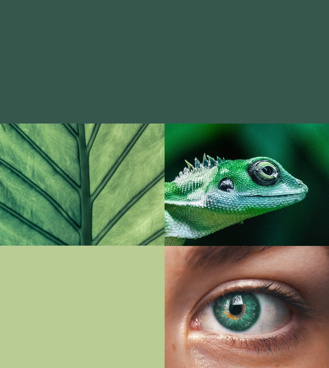 Moodboard de la nueva estrategia de reposicionamiento y comunicación del Zoo de Barcelona por NOMON DESIGN, agencia de branding