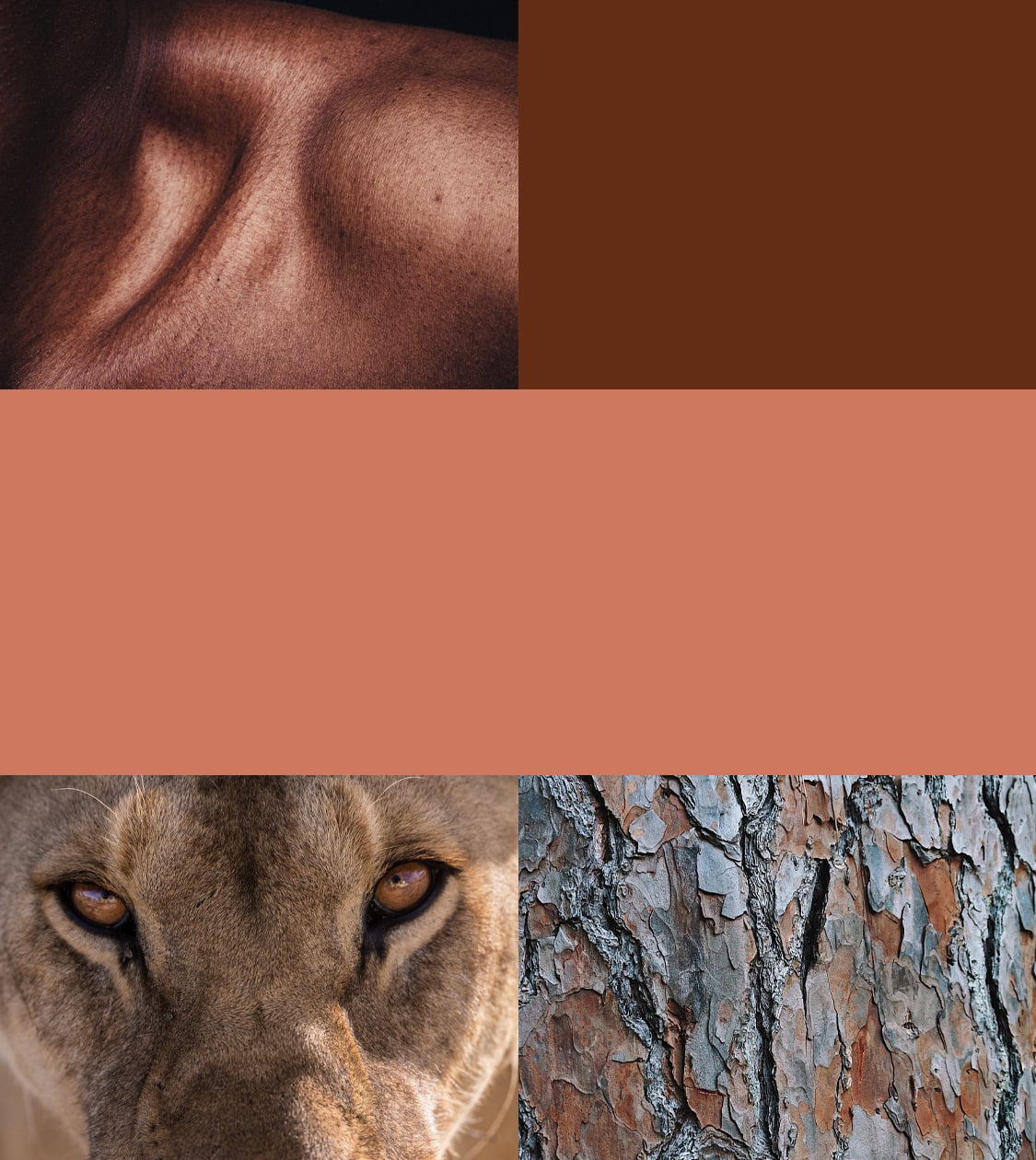 Referentes de la nueva estrategia de reposicionamiento y comunicación del Zoo de Barcelona por Nomon Design, agencia de branding